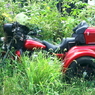 写真エッセイ：富士山８：Red Harley in the grass