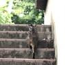 パトロールにゃ　1