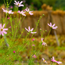 田んぼの秋桜１