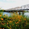 コスモスと鉄橋