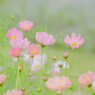 秋桜を訪ねて