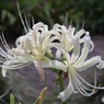 白花曼殊沙華