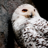 上野動物園