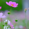 DSCF8658