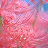 ひがん花