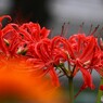 曼珠沙華.