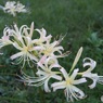 毎年白花だけ咲く緑地