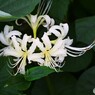 曼珠沙華～ⅲ