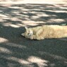 明日から頑張るにゃん。