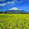 キガラシと富士山