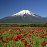 ポピーと富士山