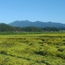 水田と高原山（9月5日）