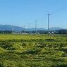水田と道路と山（9月5日）