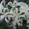 白花見つけた