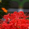 曼珠沙華～ⅳ