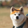 秋田犬