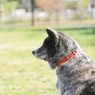 秋田犬