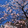 Cherry Pink In Blue