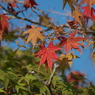 姫路城　千姫の小径　紅葉