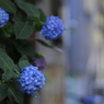 早朝の紫陽花（7）
