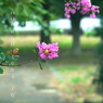 写真句：百日紅