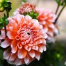 ダリア綾なす秋の園～ⅷ