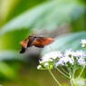 ダリア綾なす秋の園～ⅺ
