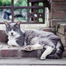 Le chat de sanctuaire Nogi 003