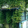 写真歌：Ivy house：NTW525