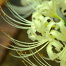 白い彼岸花