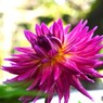 ダリア綾なす秋の園～xiii