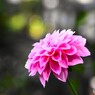ダリア綾なす秋の園～xiv