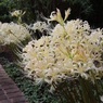 白花わんさか