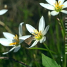 写真句：秋の花１：玉すだれ