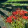 写真句：秋の花３：彼岸花
