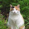 猫ニ　会ッテ　ソノ顔