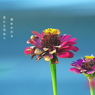 写真句：いとしの枯れ・百日草