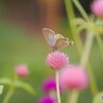 秋の千日紅