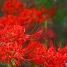 満開彼岸花