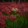 白一点