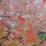 京紅葉