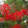 満開、彼岸花～ⅳ
