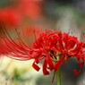 満開、彼岸花～ⅴ