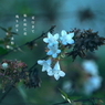 写真句：残り花・アベリア