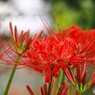 満開、彼岸花～ⅶ