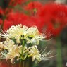 満開、彼岸花～ⅷ