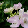 紫陽花