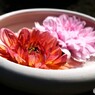ダリア綾なす秋の園～xvii