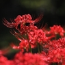 曼殊沙華