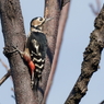 アカゲラ♀③